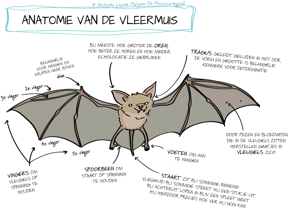 vleermuizen-anatomie