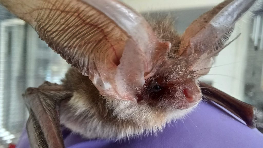 Gewone Grootoor -@Jan Mannak