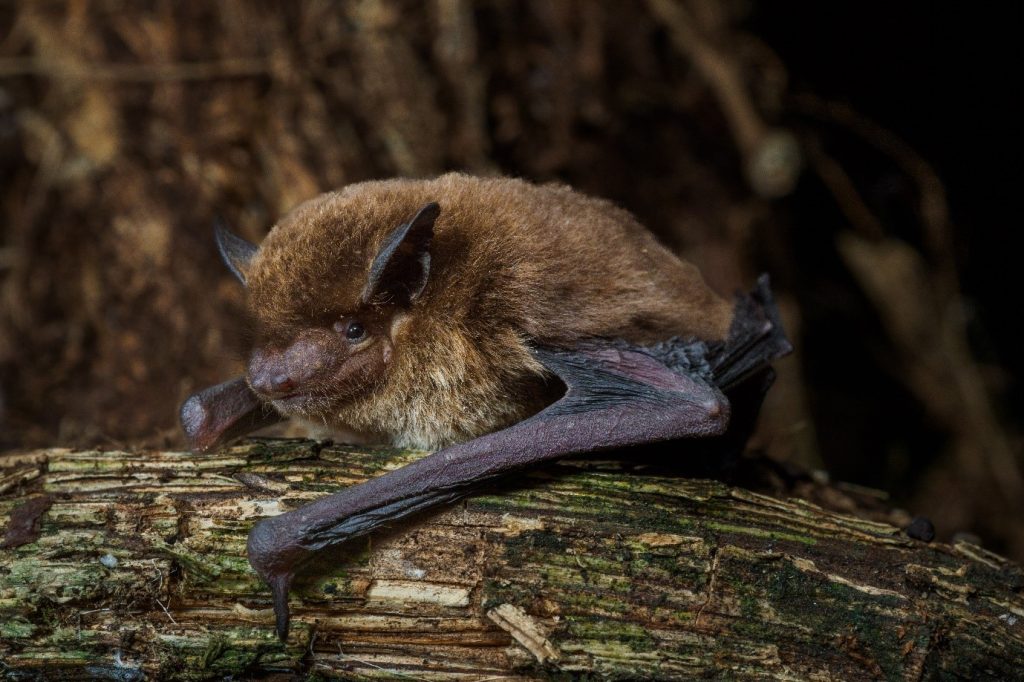 Pippistrellus etula -@Laura Torrent