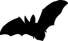 Vleermuis - Afbeelding