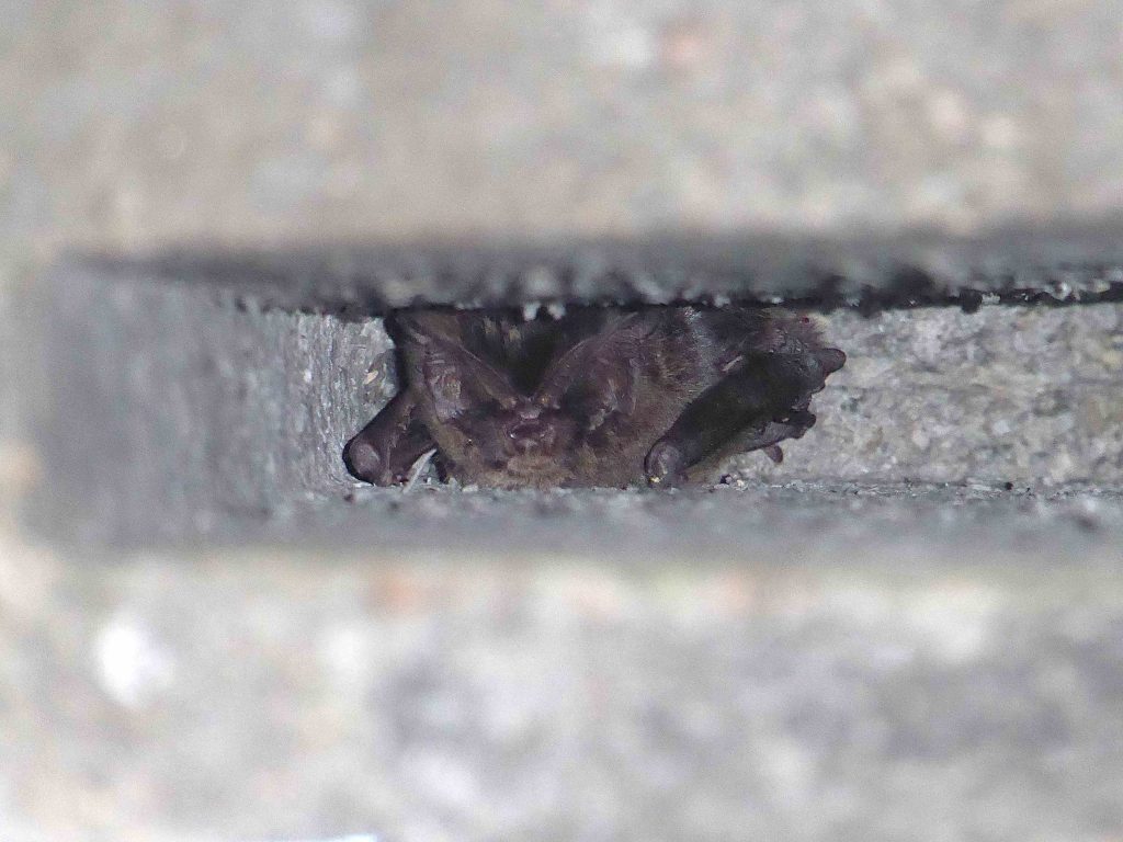 Mopsvleermuis - Marjolein van Adrichem