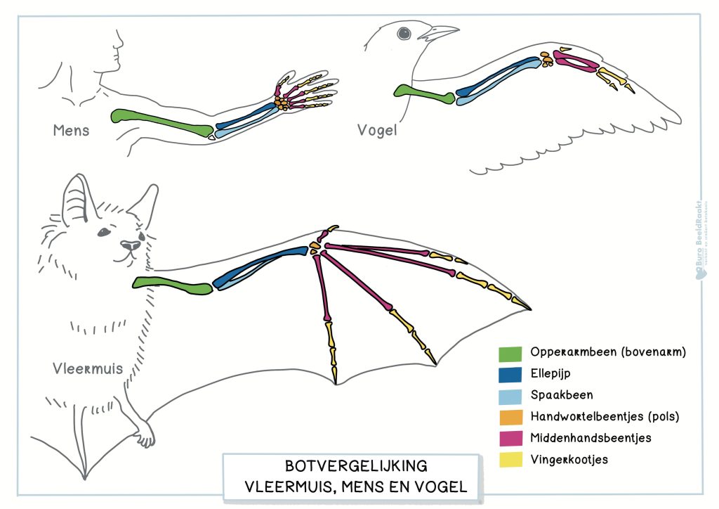 Vleugel van een vleermjuis