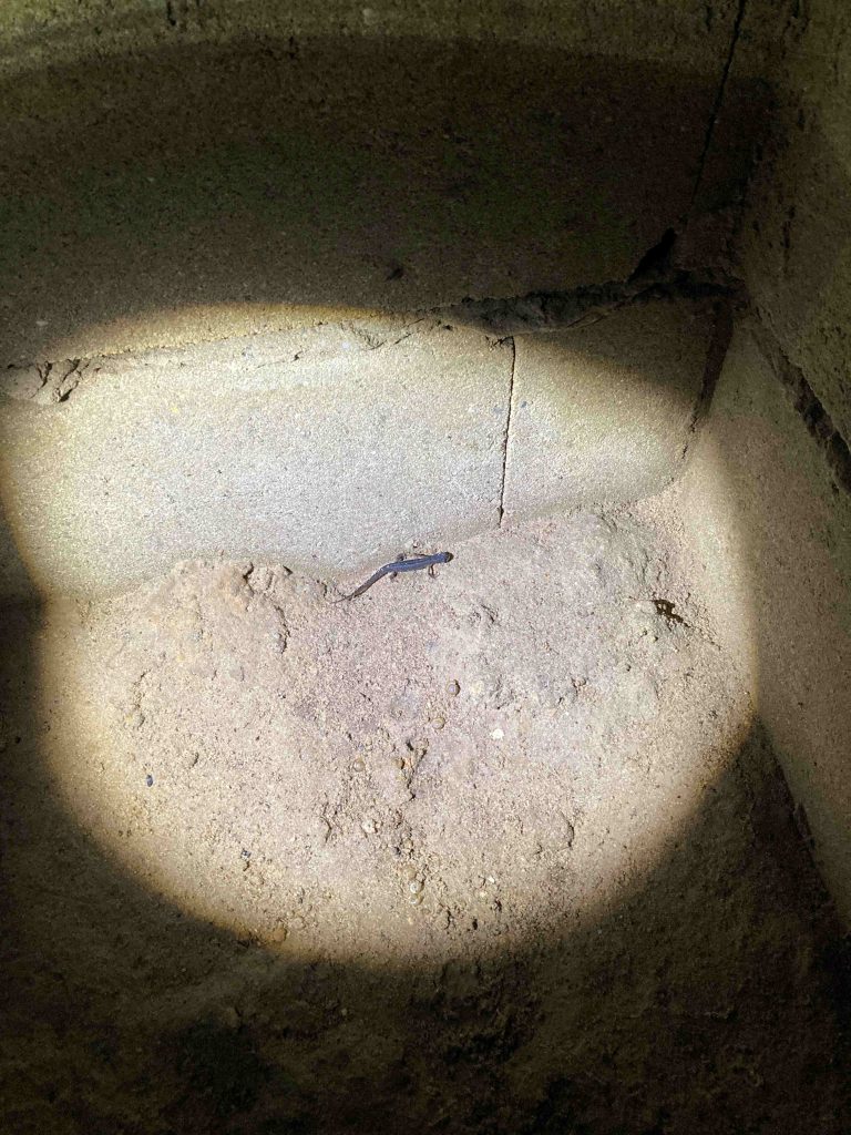 Kleine Watersalamander